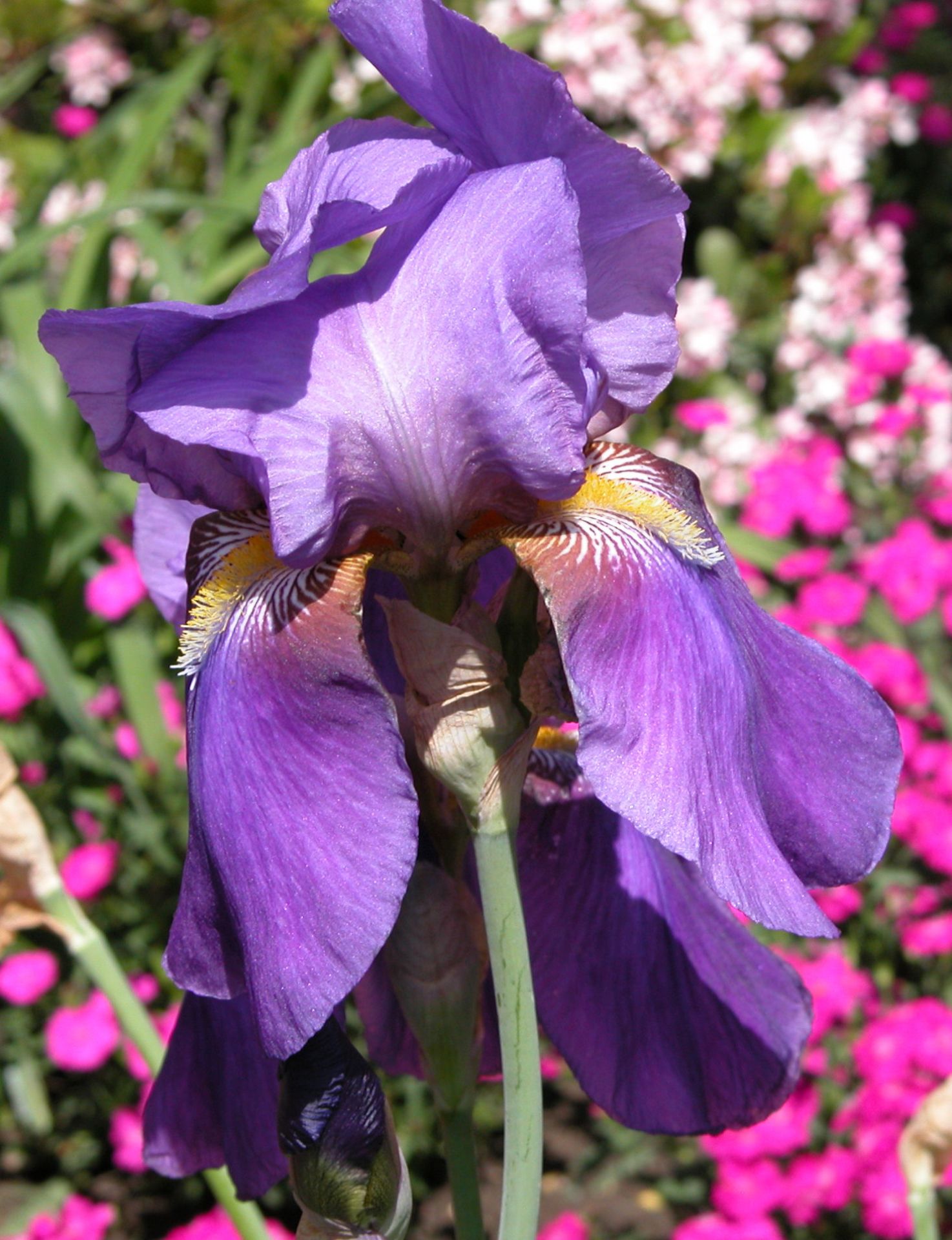 Purple Iris - Natures Looking Glass
