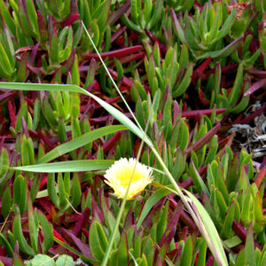 First Bloom