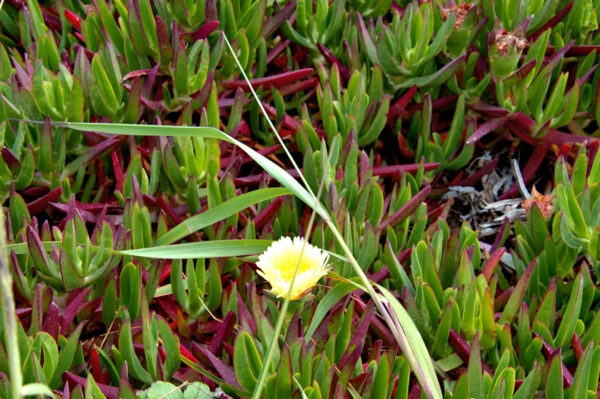 First Bloom