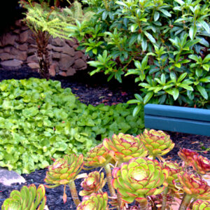 Succulent Garden