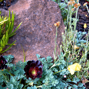 Succulent on the Rocks