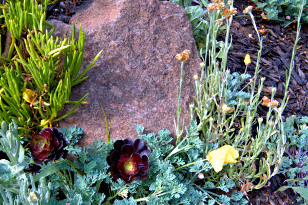 Succulent on the Rocks
