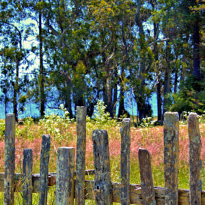 Fence and Trees