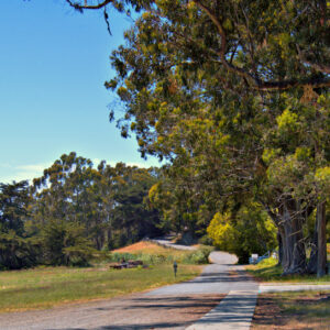 Path into the Woods