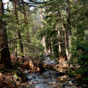 Rocks Trees and Stream